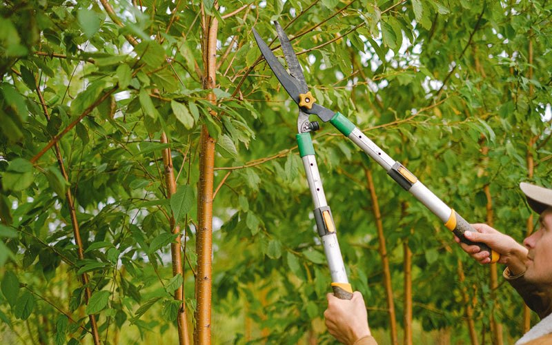 Tree trimming in Fostoria, IA